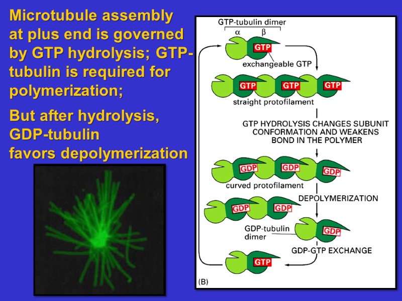 Microtubule assembly at plus end is governed  by GTP hydrolysis; GTP- tubulin is
